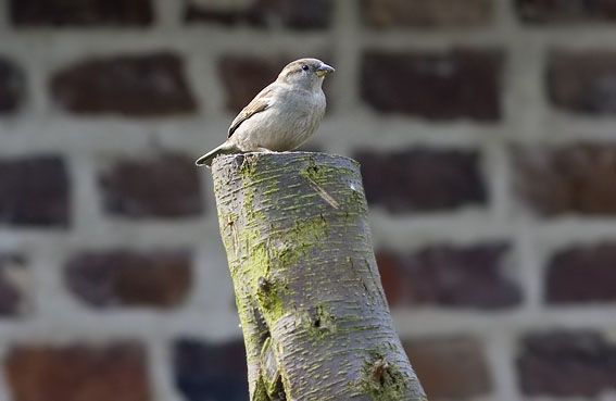Huismus090408A