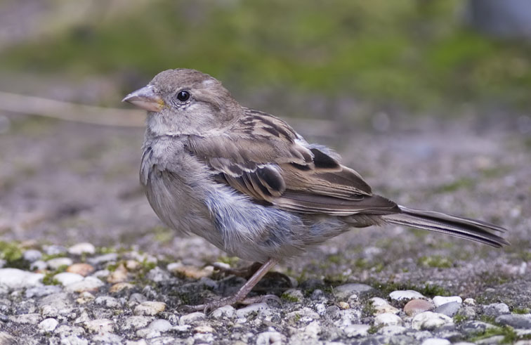 Huismus120807N