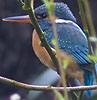 IJsvogel010408A