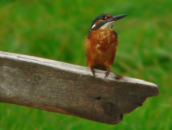 IJsvogel031006A