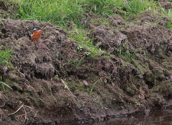 IJsvogel071107