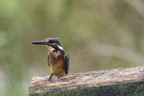 IJsvogel100907D