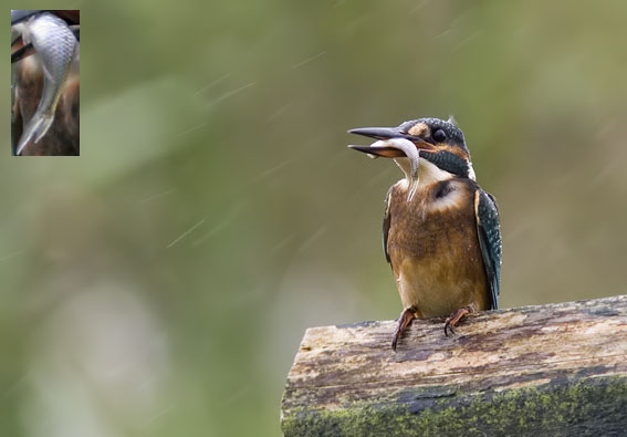 IJsvogel100907_bittervoorn