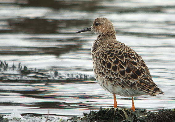 Kemphaan020506