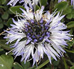 Kogelbloem030608