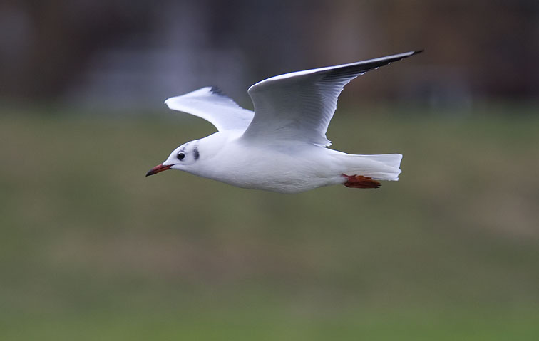 Kokmeeuw141206A