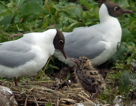 Kokmeeuwen020606