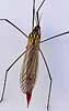 Nephrotoma_appendiculata100605