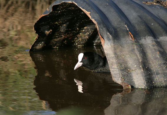 Meerkoet090612B