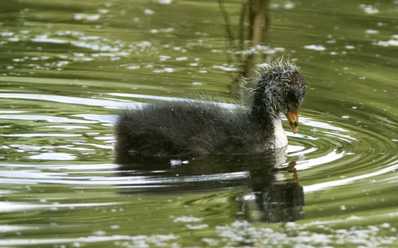 Meerkoet180707