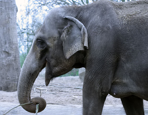 Aziatischeolifant030407