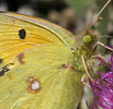 Oranjeluzernevlinder130608A