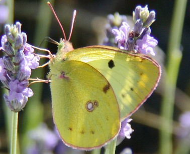 Oranjeluzernevlinder200603