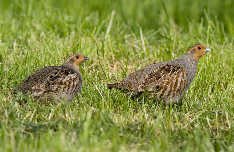 Patrijzen060507A