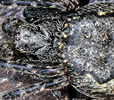 Plattewielwebspin120508A