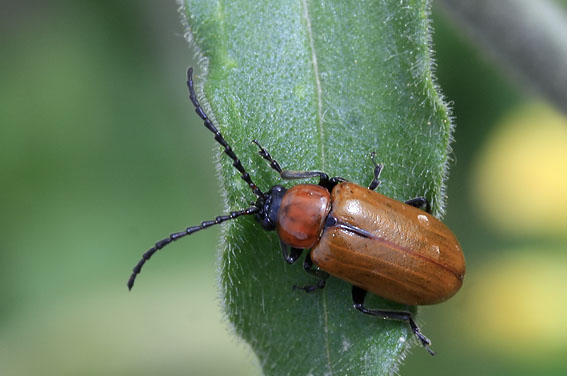 Rodesmalbok270508
