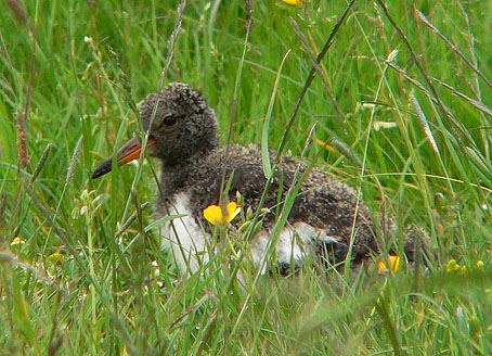 Scholekster060606