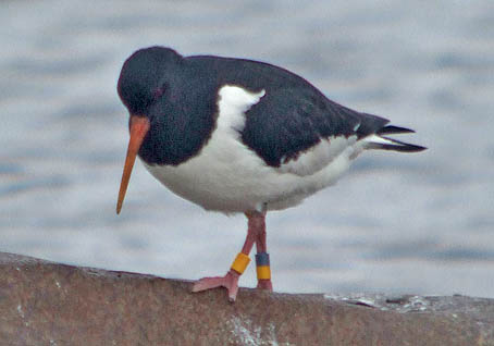 Scholekster_HamblePoint170206B