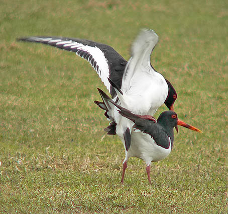 Scholeksters170306