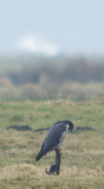 Slechtvalk130206A