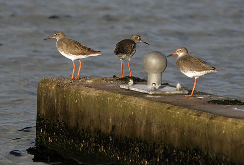 Tureluurs291106