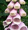 Vingerhoedskruid160606A