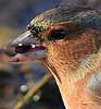 Vink091107F