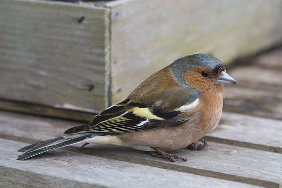 Vink220308