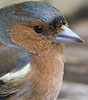 Vink220308