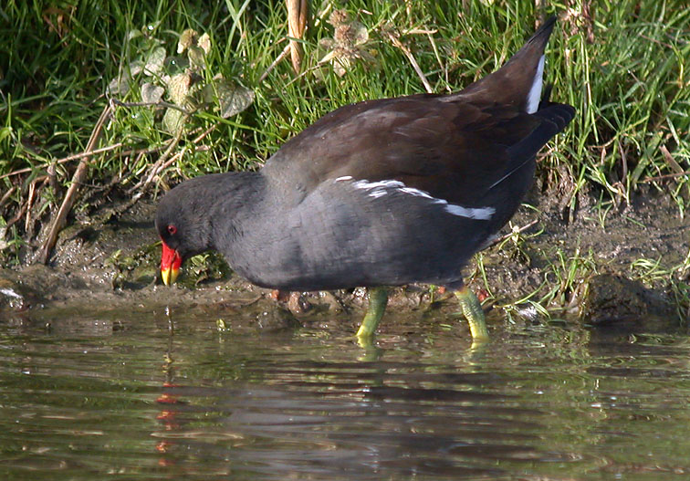 Waterhoen20090B