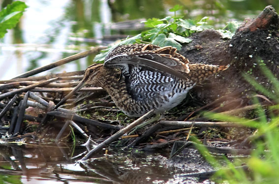 Watersnip051107A