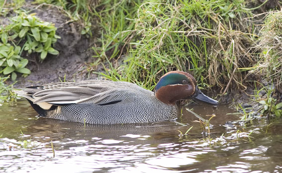 Wintertaling130308B