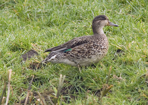 Wintertaling200207A