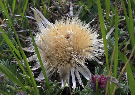 Zilverdistel030608
