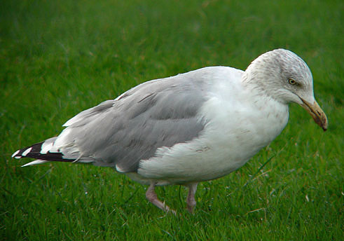 Zilvermeeuw021106