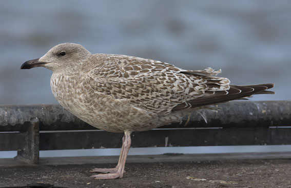 Zilvermeeuw031207E