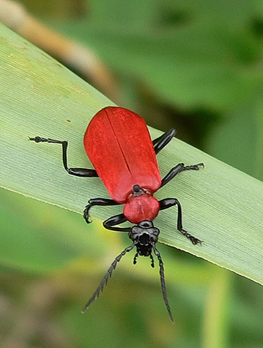 Zwartkopvuurkever150506