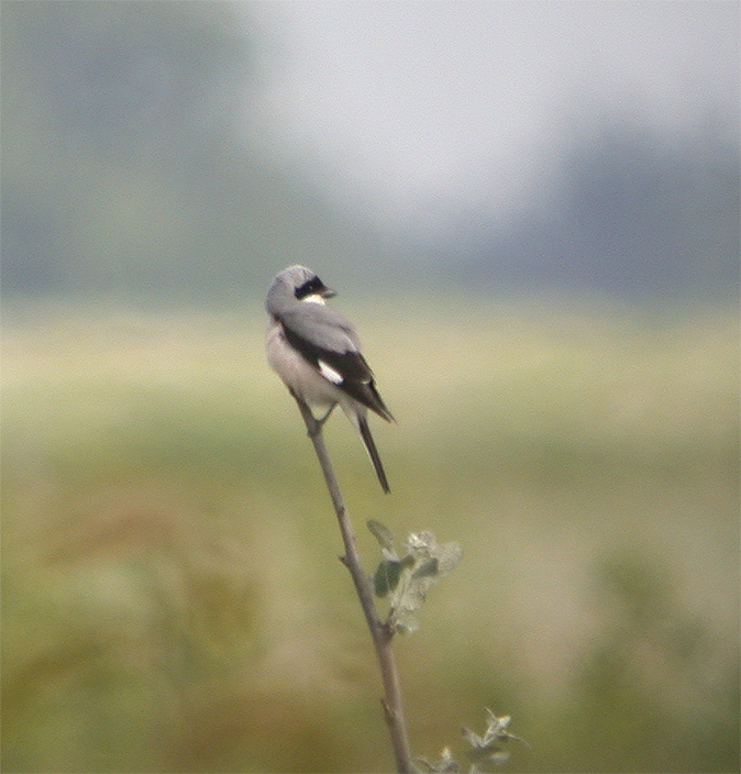 Kleineklapekster030604