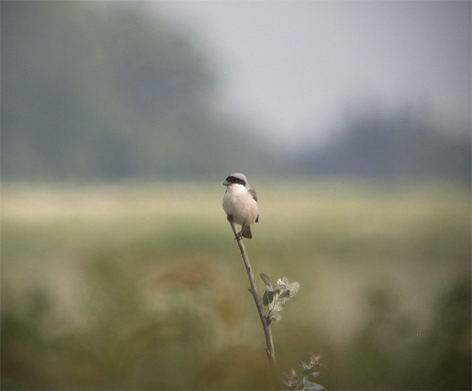 Kleineklapekster030604C