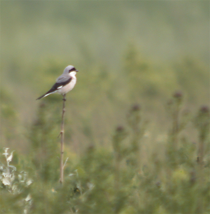 Kleineklapekster030604E