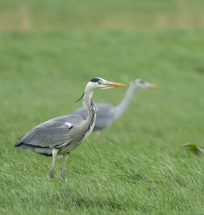 Blauwereigers140319