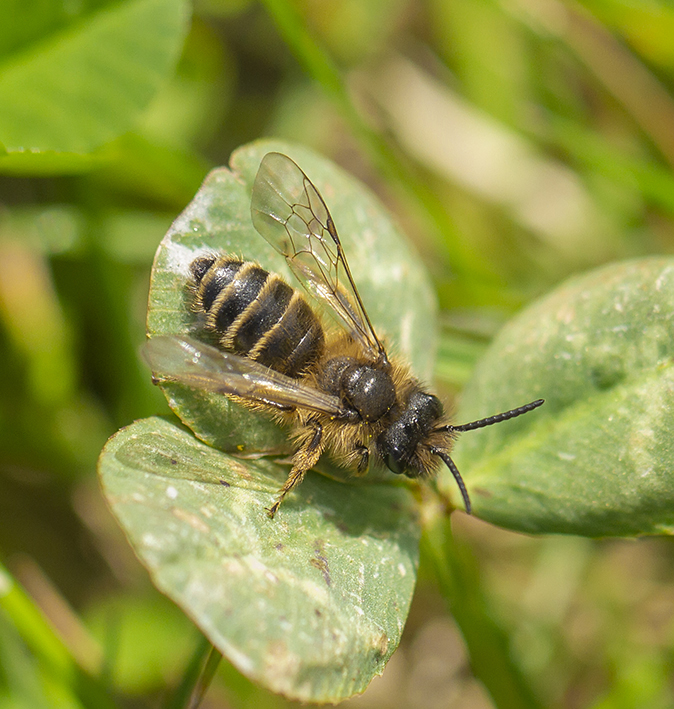 Grasbij220319