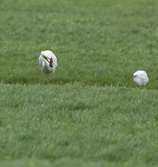 Grote_Kleinezilverreiger140319