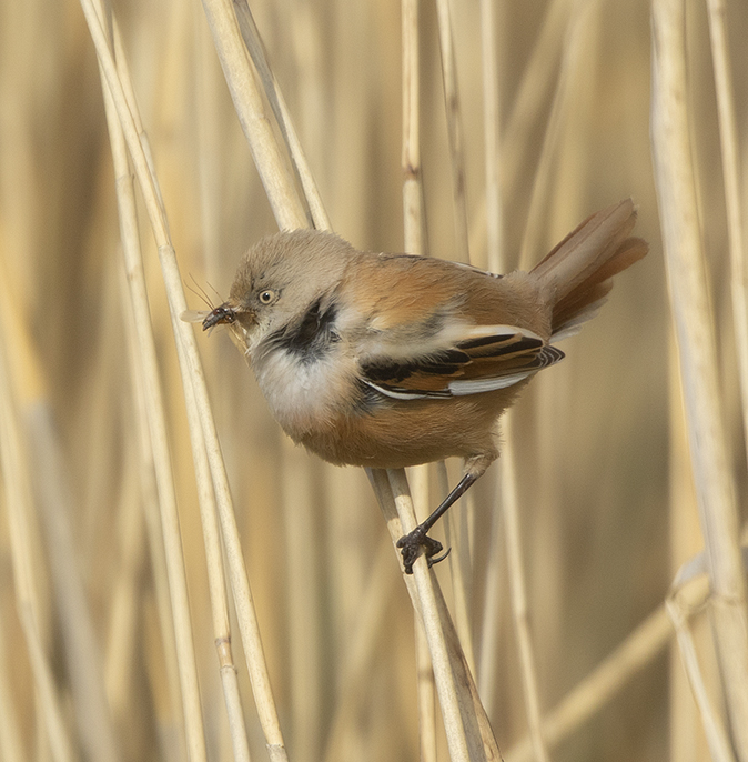 Baardmannetje230419