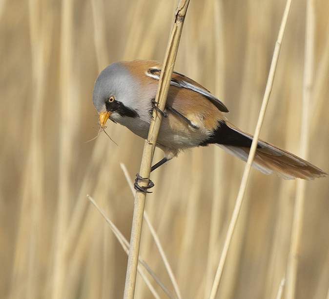 Baardmannetje230419A