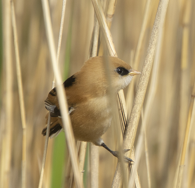 Baardmannetje230419B