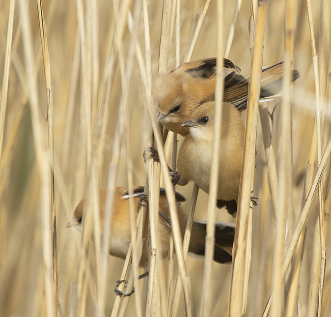 Baardmannetjes230419A