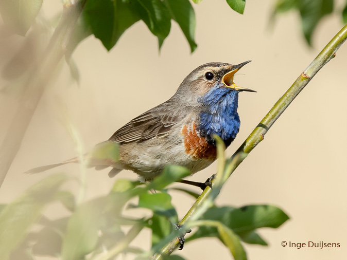 Blauwborst200419ID