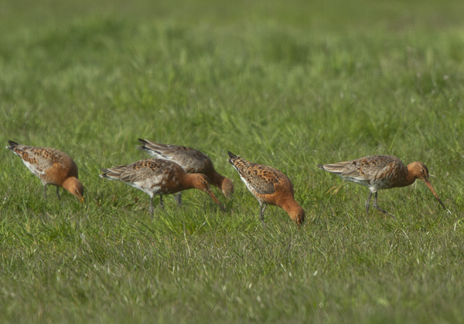 IJslandsegruttos130419