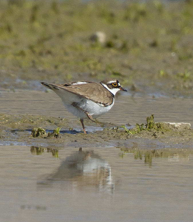 Kleineplevier120419